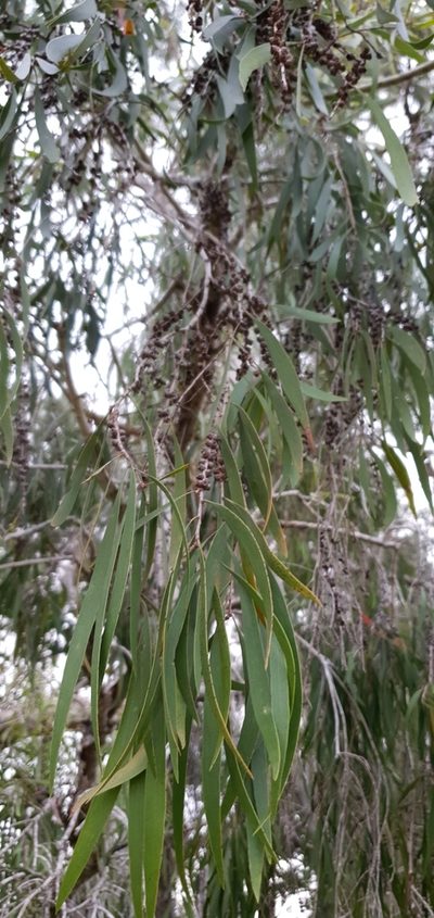 Melaleuca fluviatilis, photographed by Bethlea Bell