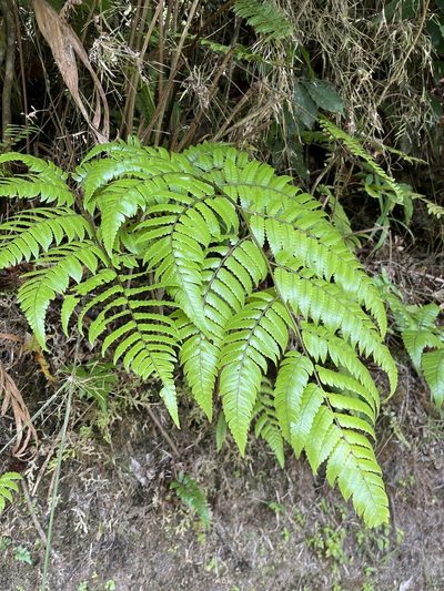 Cyathea borinquena, photographed by Elliot Greiner