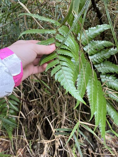 Cyathea borinquena, photographed by Elliot Greiner