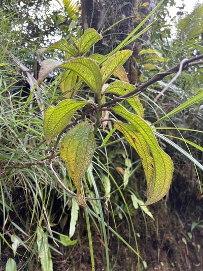Miconia racemosa, photographed by Elliot Greiner