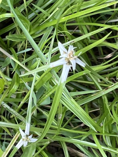 Rhynchospora pura, photographed by Elliot Greiner