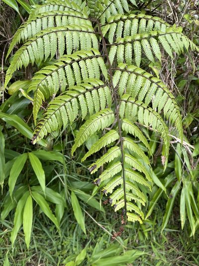Cyathea borinquena, photographed by Elliot Greiner