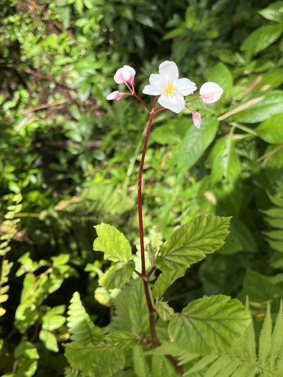 Begonia decandra, photographed by Elliot Greiner
