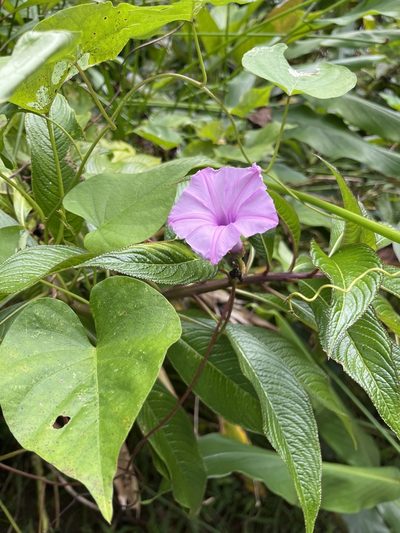 Ipomoea setifera, photographed by Elliot Greiner