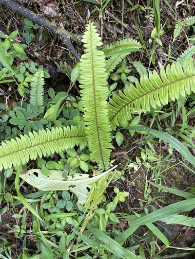 Nephrolepis rivularis, photographed by Elliot Greiner