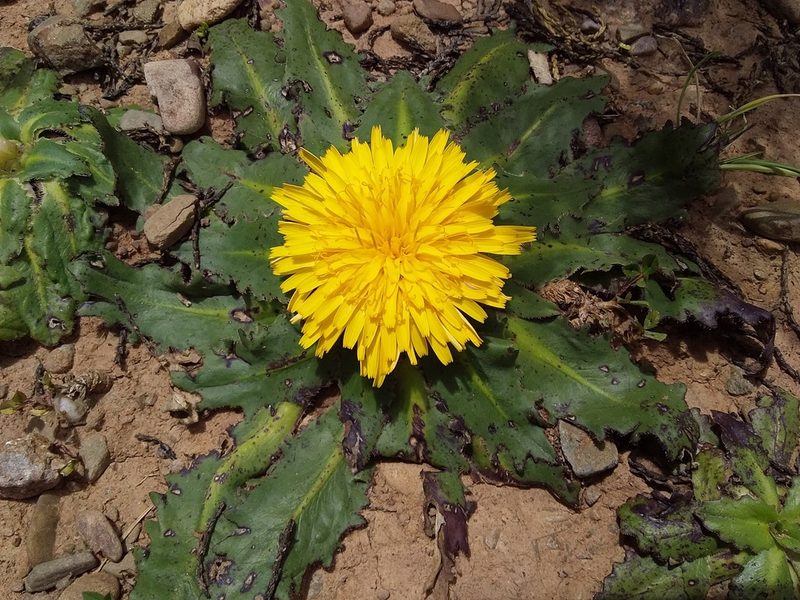 Hypochaeris meyeniana, photographed by Humber Alberto