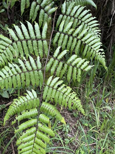 Cyathea borinquena, photographed by Elliot Greiner