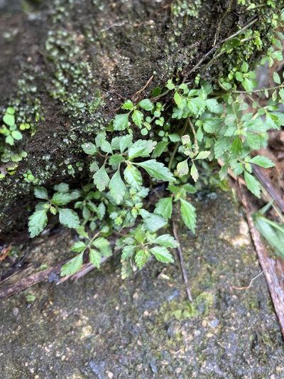 Pilea inaequalis, photographed by Elliot Greiner