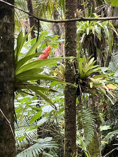 Guzmania berteroniana, photographed by Elliot Greiner