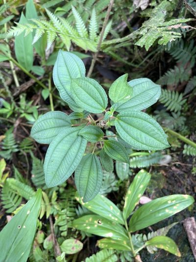 Miconia sintenisii, photographed by Elliot Greiner