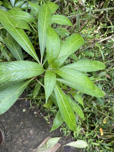 Lobelia portoricensis, photographed by Elliot Greiner