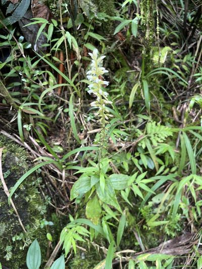 Microchilus plantagineus, photographed by Elliot Greiner