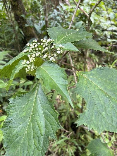 Clibadium erosum, photographed by Elliot Greiner