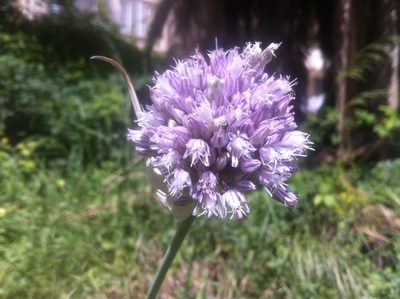 Allium multiflorum, photographed by Dyhia YOUSFI