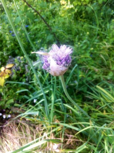 Allium multiflorum, photographed by Dyhia YOUSFI