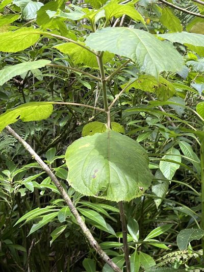 Clibadium erosum, photographed by Elliot Greiner