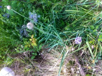 Allium multiflorum, photographed by Dyhia YOUSFI