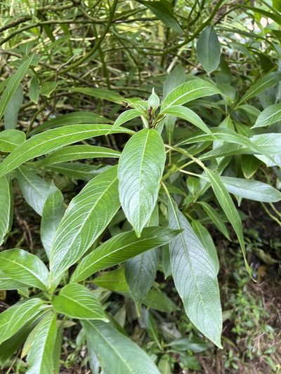 Lobelia portoricensis, photographed by Elliot Greiner
