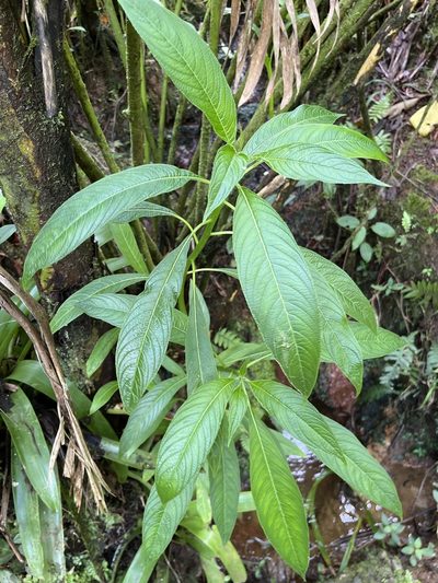 Lobelia portoricensis, photographed by Elliot Greiner