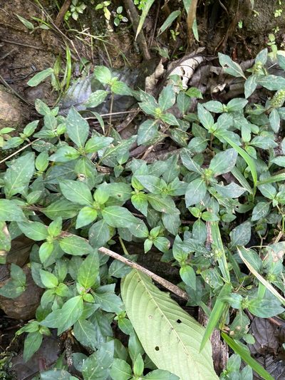 Lepidagathis alopecuroidea, photographed by Elliot Greiner