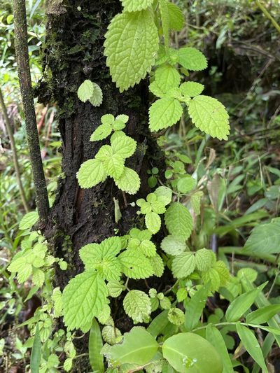 Pilea inaequalis, photographed by Elliot Greiner