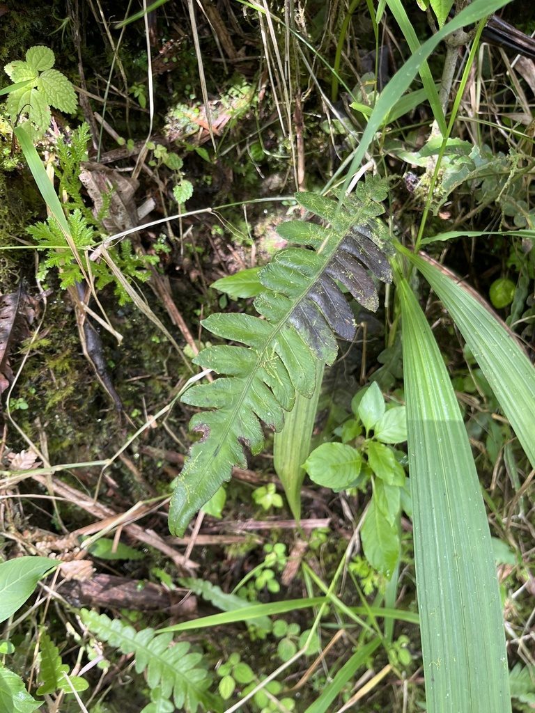 Blechnum polypodioides, photographed by Elliot Greiner