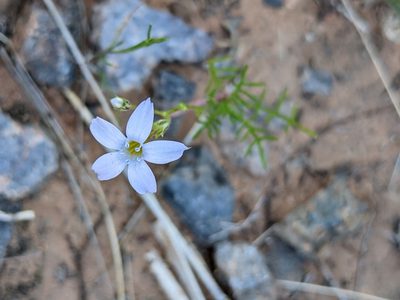 Gilia flavocincta, photographed by Eric Knight