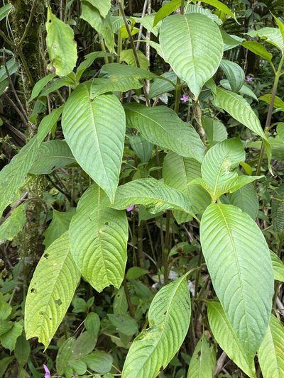 Palicourea berteroana, photographed by Elliot Greiner