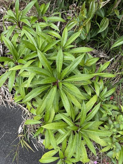Lobelia portoricensis, photographed by Elliot Greiner