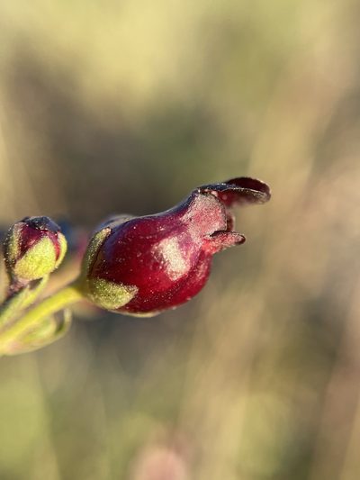 Scrophularia atrata, photographed by Matt Berger