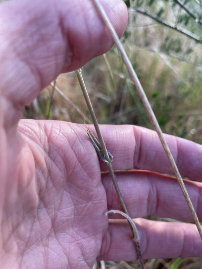 Streptanthus coulteri, photographed by Matt Berger