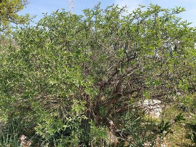 Anagyris foetida, photographed by Mehdi Chetibi