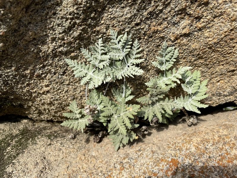 Pentagramma pallida, photographed by Matt Berger