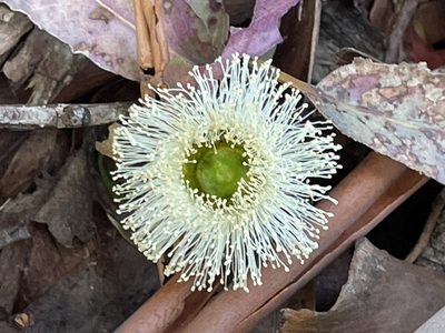 Eucalyptus globulus, photographed by joqatana