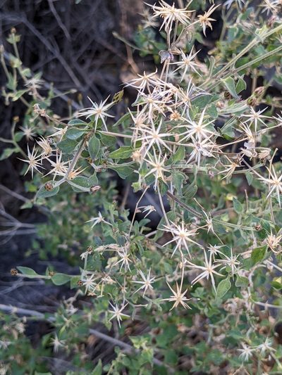 Brickellia coulteri, photographed by Eric Knight