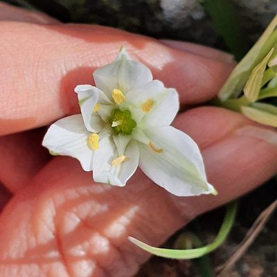 Ornithogalum baeticum, photographed by Mehdi Chetibi