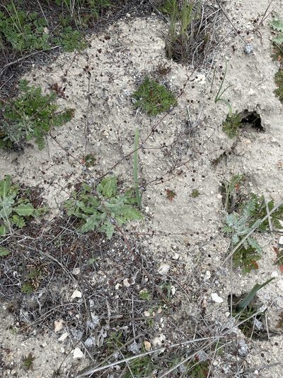 Eriogonum angulosum, photographed by Matt Berger
