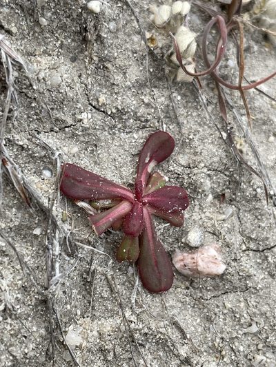 Mucronea californica, photographed by Matt Berger
