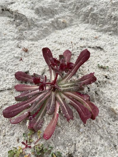 Mucronea californica, photographed by Matt Berger