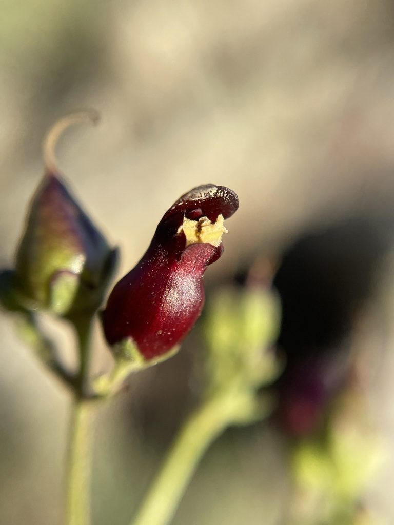 Scrophularia atrata, photographed by Matt Berger