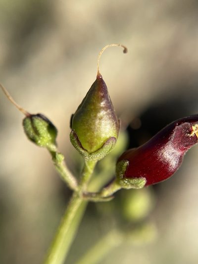 Scrophularia atrata, photographed by Matt Berger