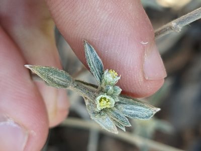 Argythamnia argentea, photographed by Eric Knight
