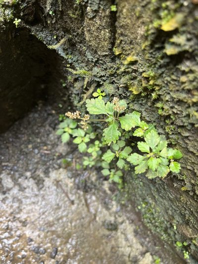 Pilea inaequalis, photographed by Elliot Greiner