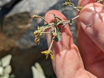 Cottsia gracilis, photographed by Eric Knight