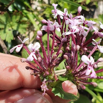 Valeriana graciliflora, photographed by Mehdi Chetibi