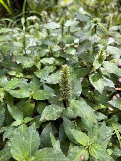 Lepidagathis alopecuroidea, photographed by Elliot Greiner