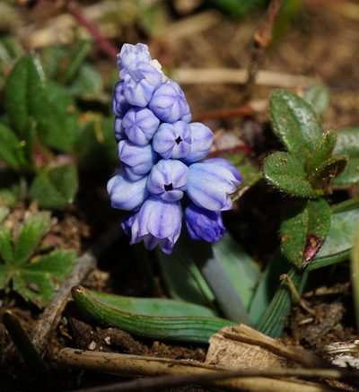 Muscari azureum, photographed by Patrick Hacker