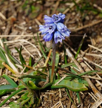 Muscari azureum, photographed by Patrick Hacker