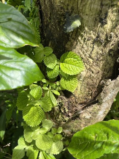 Pilea inaequalis, photographed by Elliot Greiner