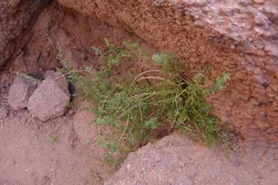 Galium stellatum, photographed by Eric Knight